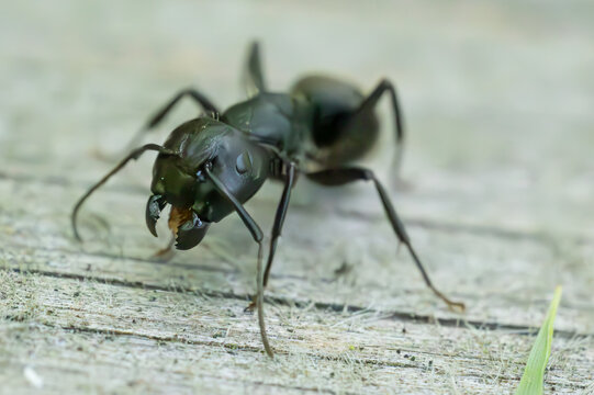 Macro shot of a carpenter ant (Camponotus) on a textured wooden surface.