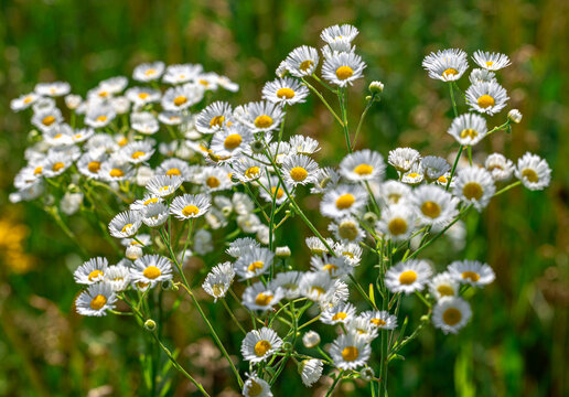 Natural summer background filled with fresh white erigeron flowers and green grass.