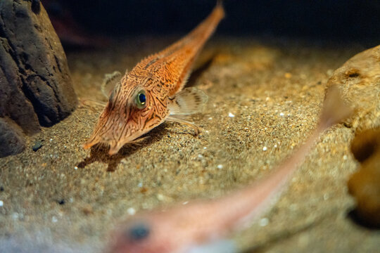 Whiptail Catfish Aquarium