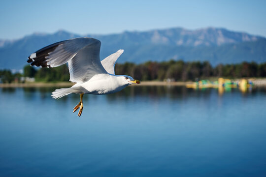 A beautiful white seabird glides close to the water surface against a scenic backdrop of distant mountains and a green shoreline.