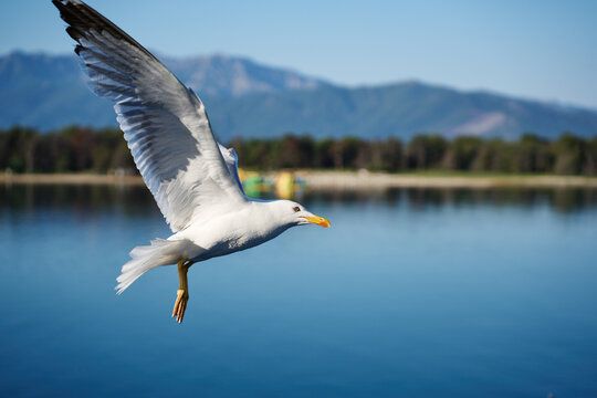 A beautiful white seabird glides close to the water surface against a scenic backdrop of distant mountains and a green shoreline.