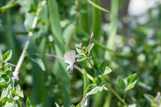 A lesser grass blue butterfly on the purple cleome flower.