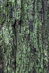 Fototapeta premium Vertical background texture of rough oak tree bark skin surface covered in natural light green organic moss and lichens colonies growth woodland biology.