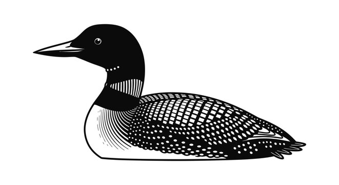 Common loon bird swimming in water