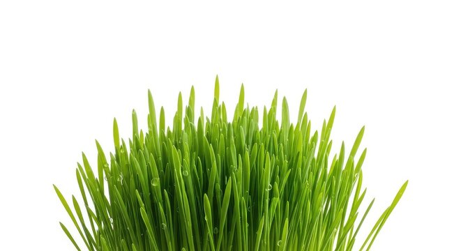 Vibrant lush green grass sprouts against a pure white background, symbolizing spring renewal and ecological purity for clean design layouts, botanical, sustainability, grass