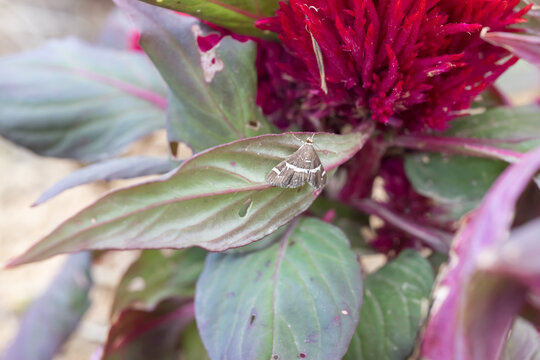 A beet webworm moth (spoladea recurvalis) on the leaf.