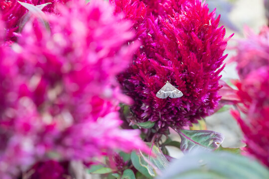 A beet webworm moth (spoladea recurvalis) on the flower.