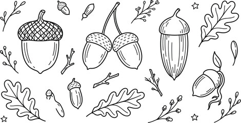 Hand drawn autumn acorn and oak leaf line art vector elements set isolated on a white background. © MdNipon