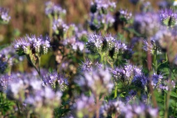 Obraz premium Close-up of blooming flowers in a phacelia field.