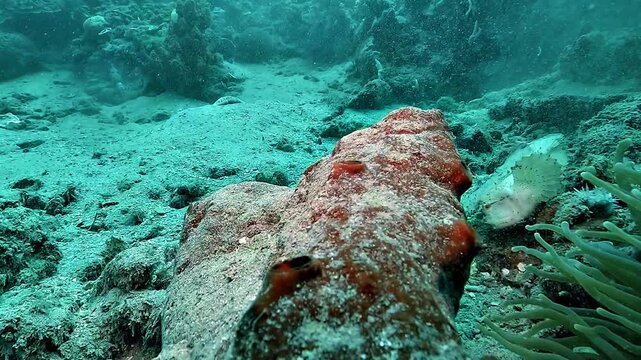 White leaf scorpionfish, Taenianotus triacanthus, sways beside a sea anemone like a drifting leaf.