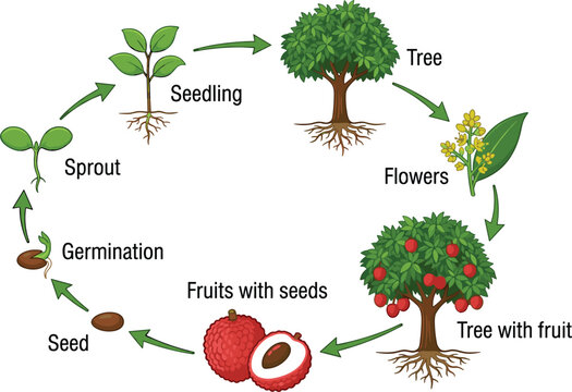 Lychee plant life cycle educational diagram comparison illustration showing stages from seed germination sprout seedling tree flowers and fruit vector