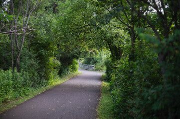 Fototapeta premium Woodland trail tunnel of green backdrop image, authentic walking trail as copy space background image