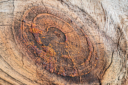 Wooden log knot textured backdrop image, natural abstract pattern copy space image