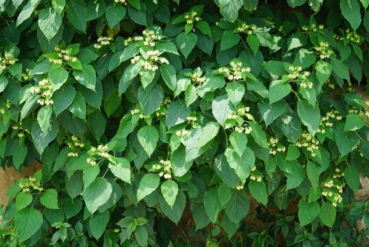 Clerodendrum trichotomum is a deciduous broadleaved shrub in Korea known for its autumn berries. This botanical specimen features fragrant summer flowers and prefers wild mountain habitats.