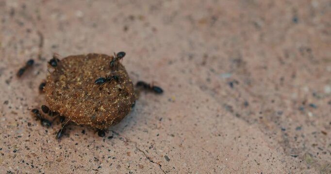 Black ants swarm a piece of dog kibble