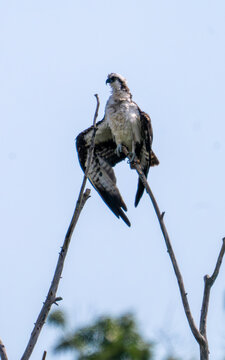 An Osprey (Pandion haliaetus) balances carefully while perched at the very top of a dead, bare tree branch against a pale blue sky. The raptor is captured with its wings partially extended for stabili
