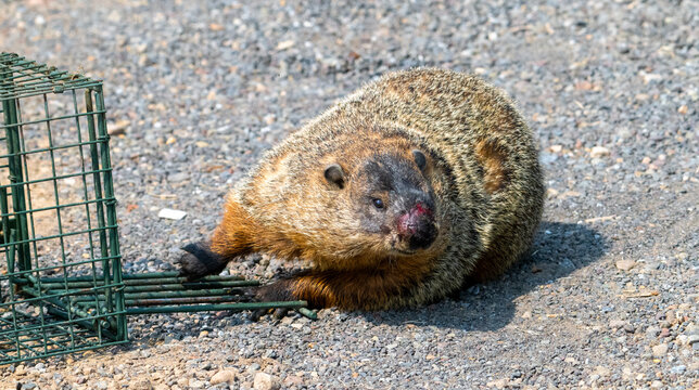 A large groundhog (Marmota monax), also known as a woodchuck, sits on a gravel surface next to a green wire live trap. This wildlife photograph documents common interactions between native rodents and