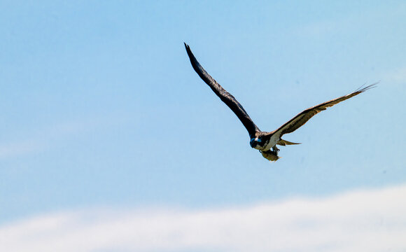 An impressive head-on action photograph of an Osprey (Pandion haliaetus) flying straight toward the camera with its wings fully extended. The raptor carries a freshly caught fish head-first in its tal