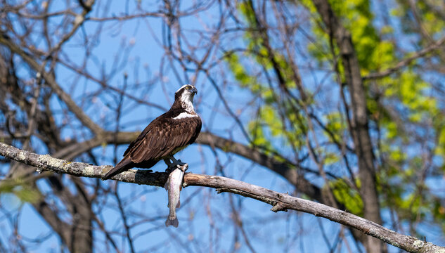 An adult osprey (Pandion haliaetus) perched majestically on a bare tree branch, holding a freshly caught fish firmly in its sharp talons against a backdrop of blue sky and fresh spring foliage.