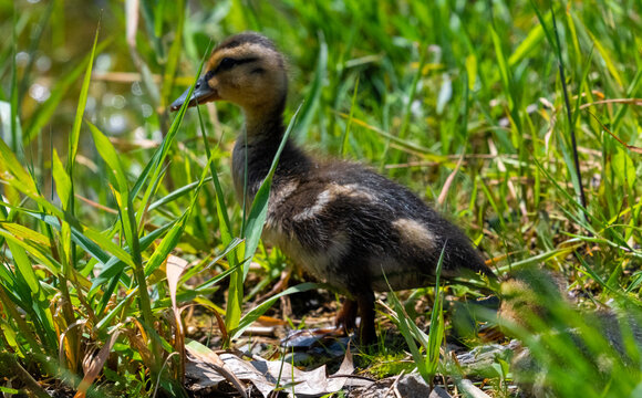 A fluffy mallard duckling (Anas platyrhynchos) standing amidst vibrant green grass blades near a wetland shore on a sunny day.