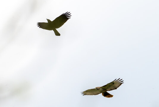 An American crow (Corvus brachyrhynchos) chasing and mobbing an adult red-tailed hawk (Buteo jamacensis) mid-air against a bright, overcast sky.