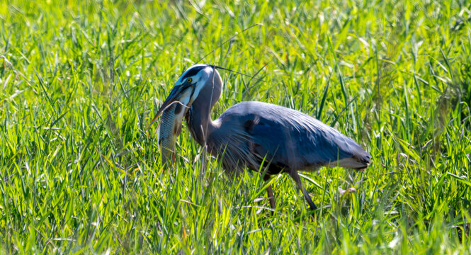 A great blue heron (Ardea herodias) standing in a field of tall green grass with a freshly caught fish held securely in its sharp beak.