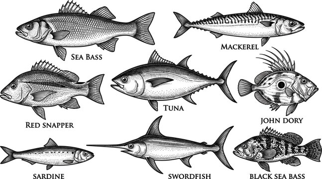 Edible Fish Species Variety Collection Vector with Sea Bass Tuna Mackerel Swordfish Red Snapper Sardine and John Dory Engraving Illustrations for Restaurant Menus