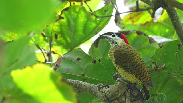 close-up of a Spot-breasted Woodpecker (Colaptes punctigula) foraging on a sapodilla tree, pecking the wood in search of insect larvae. This detailed sequence captures natural feeding