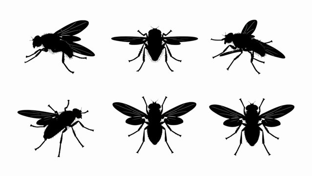 Set of Six Black Fly Silhouettes on White Background