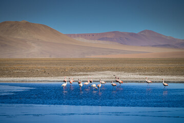 Atacama Desert Chile Lagunas Salares © Gustavo