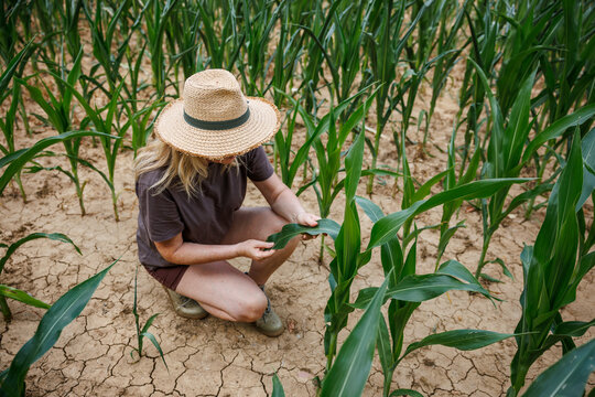 Farmer examining corn plant in field during drought season. Agricultural activity at cultivated land. Woman agronomist inspecting maize seedling