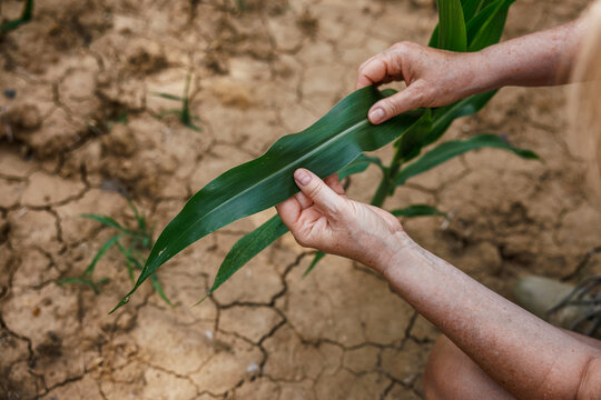 Female farmer examining corn leaves during drought season on field. Global warming affecting crop yield
