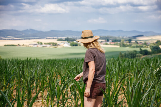 Agronomist examining corn plant in field. Agricultural activity at cultivated land. Female farmer inspecting maize seedling