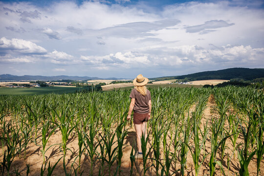 Worried female farm worker standing among corn plants in dry field at drought season and looking in hope to rainy clouds over horizon