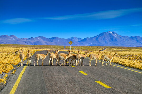 Atacama Desert Chile 