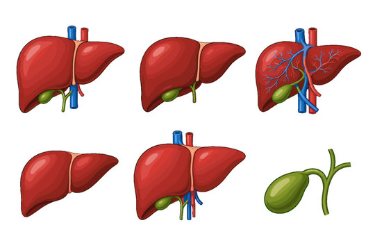 Human liver anatomy set with gallbladder and blood vessels