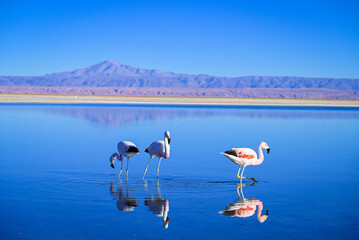 Atacama Desert Chile Lagunas Salares © Gustavo