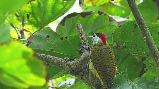 close-up of a Spot-breasted Woodpecker (Colaptes punctigula) foraging on a sapodilla tree, pecking the wood in search of insect larvae. This detailed sequence captures natural feeding