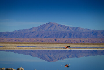 Atacama Desert Chile Lagunas Salares © Gustavo