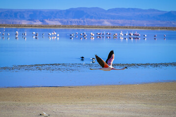 Atacama Desert Chile Lagunas  © Gustavo