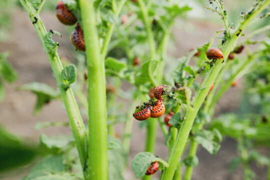 Colorado potato beetle larvae damaging potato plant leaves