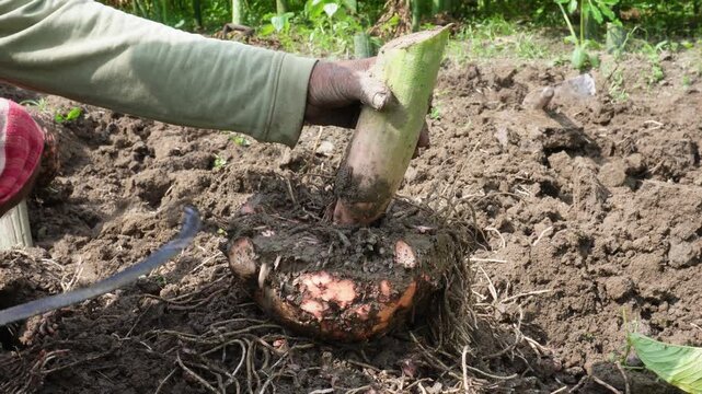 Elephant foot yam harvesting in rural farm