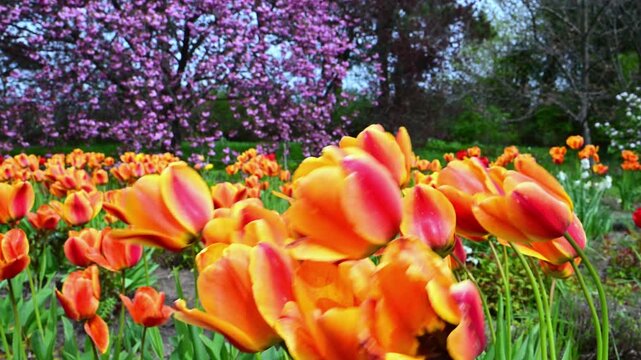 Bright orange and yellow tulips, probably the cultivars 'Ballerina' or 'Orange Marmalade' (genus Tulipa, family Liliaceae), characterized by pointed tepals