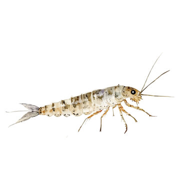 Silverfish, vibrant watercolor vector, isolated on a white background, high quality and detailed design.