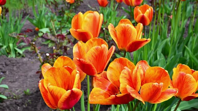 Bright orange and yellow tulips, probably the cultivars 'Ballerina' or 'Orange Marmalade' (genus Tulipa, family Liliaceae), characterized by pointed tepals