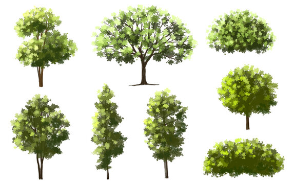 Vector of flower grass or blooming shrub site view isolated on white background ,watercolor tree elevation for landscape concept,environment panorama scene,eco design,meadow for spring