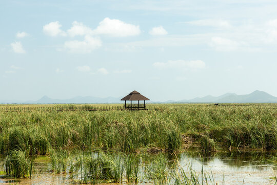 Thung Sam Roi Yot Freshwater Marsh.