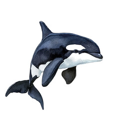 watercolor painting of Orca graphic, isolated on a white background. © teralis
