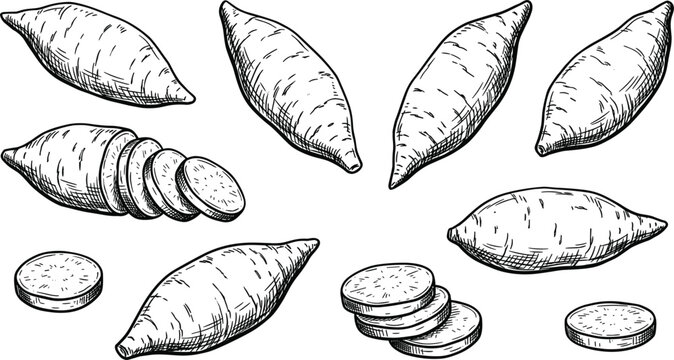 Sweet potato hand drawn sketch set whole root vegetable and chopped slices monochrome engraving style vector illustration