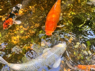 Close-up of colorful koi fish swimming in a clear garden pond with shimmering water reflections, natural pebbles, and vibrant orange, white, and black ornamental carp in tranquil daylight. © Pattaree
